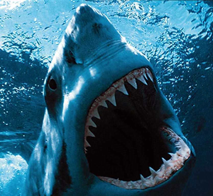 10 интересных фактов о «глубоком синем море» (1999), которые делают его классическим фильмом об акулах