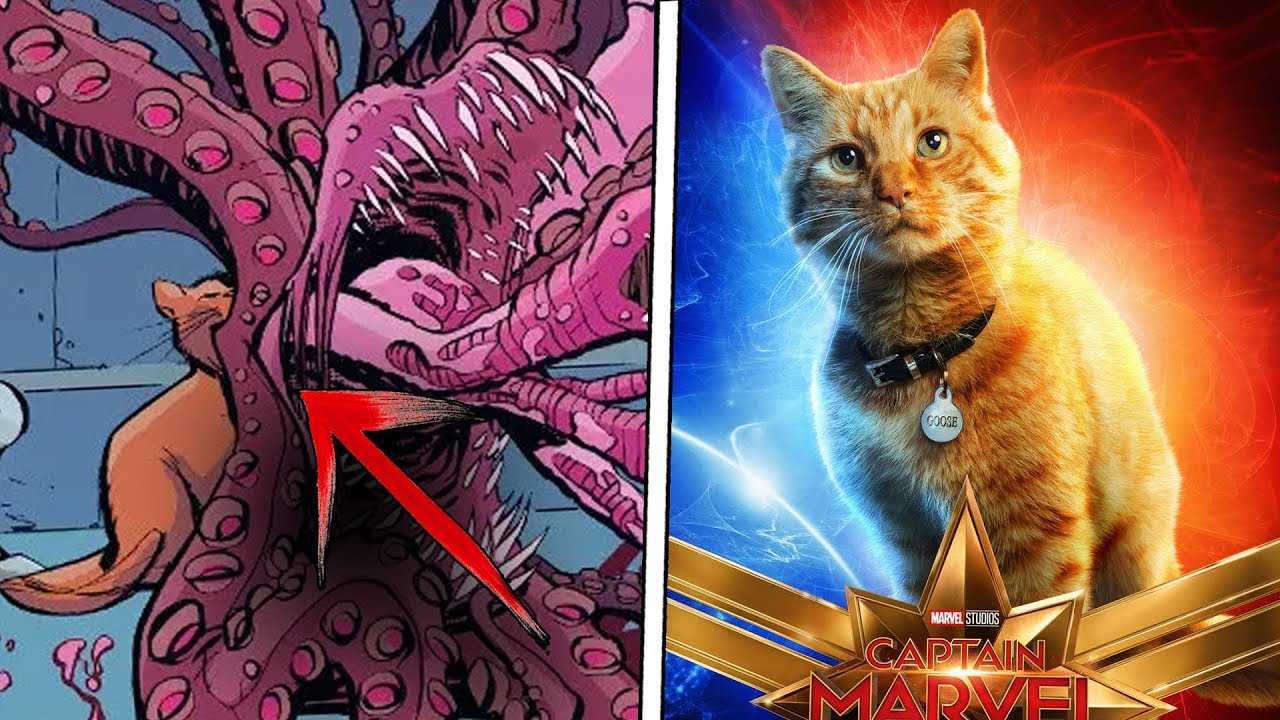 Чёрная кошка (фелиция харди, black cat)
